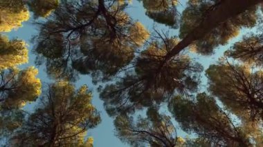 Ağaçların tepesi aşağıdan görünüyor.