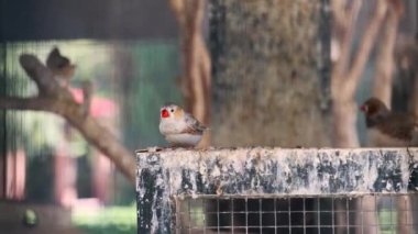Kafesteki bir kuş tüylerini temizliyor.