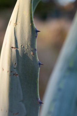 Aloe bitkisinin yaprakları. Yakından.
