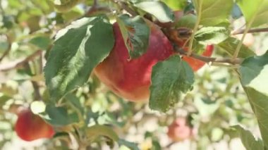 Olgun kırmızı elmalar ağaçta