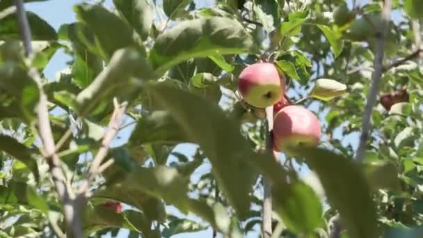 Manzanas rojas maduras en un árbol — Vídeos de Stock