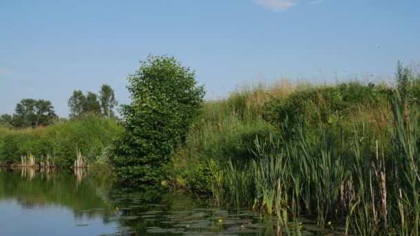 rivière et la forêt à la campagne