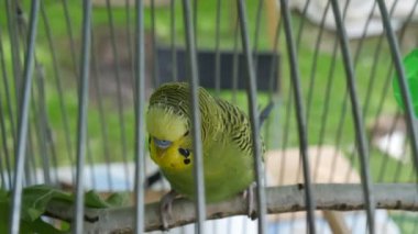 Bir papağan temiz havada kafeste oynar.
