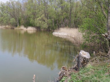 Bulutlu havada bahar nehri. Yeşil çimen