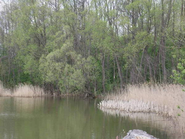 Vår Flod Molnigt Väder Grönt Gräs — Stockfoto