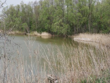 Bulutlu havada bahar nehri. Yeşil çimen