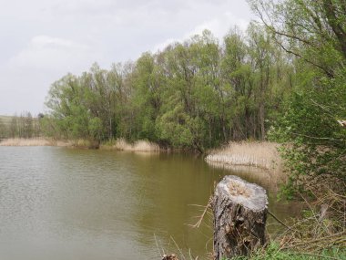 bahar manzarası. Orman ve otlarla dolu bir nehir.