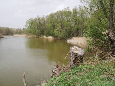 bahar manzarası. Orman ve otlarla dolu bir nehir.