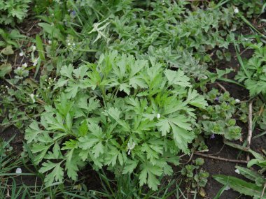    Köyün bahçesinden Bush.