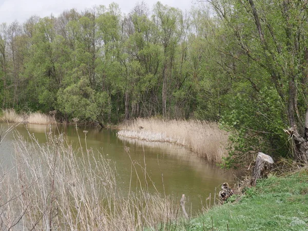 Весенняя Река Облачную Погоду Зеленая Трава — стоковое фото