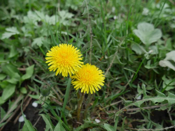 Dandelions Green Grass Close — Stock Photo, Image