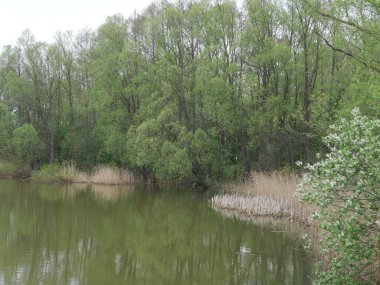 Nehir ve orman Sonbaharda köyde 