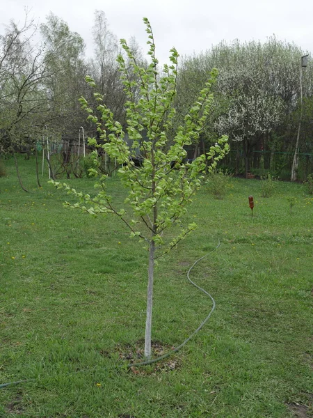 Young tree in the village garden in summer