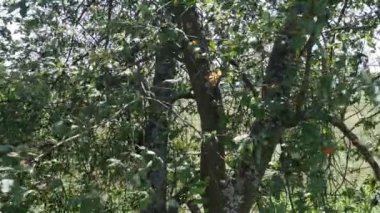  Ağaçların yaprakları rüzgarda sallanıyor.