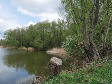 Orman ve nehirle kaplı kırsal bir arazi. Yaz. Mavi gökyüzü ve beyaz bulutlar