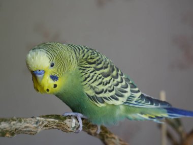 Yeşil ve sarı muhabbet kuşu. Yakın çekim.