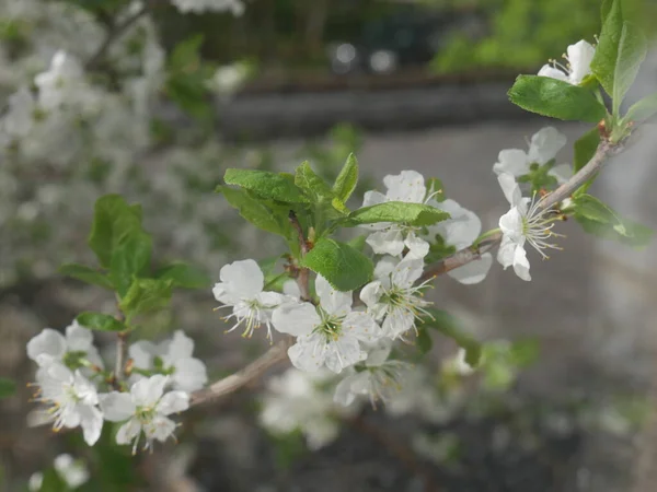 Albero Fiori Bianchi Ora Legale — Foto Stock