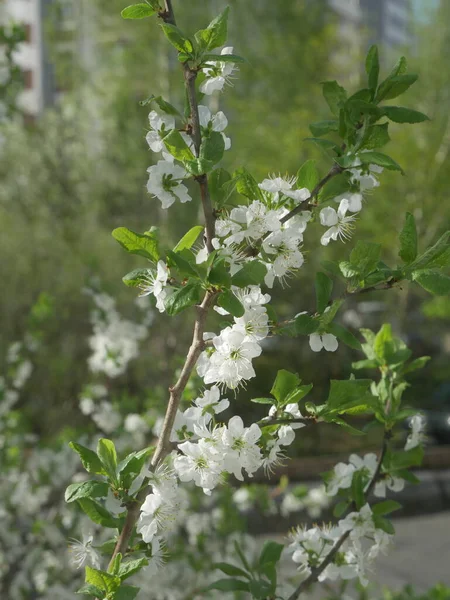 Witte Bloemen Boom Zomertijd — Stockfoto