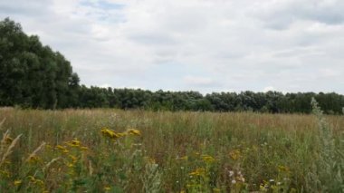 Kırsalda yaz. Orman ve çim. Rüzgar esiyor