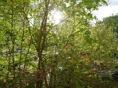 Arkasından süzülen güneşi olan yeşil bir ağaç. Yaz.