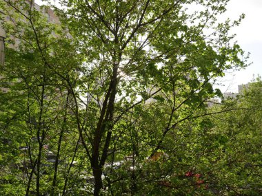 Arkasından süzülen yeşil bir ağaç. Yaz.