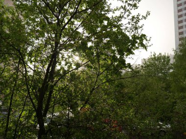 Arkasından süzülen yeşil bir ağaç. Yaz.