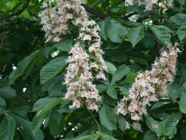 Kestane ağacının çiçekleri. Yaz. Köy