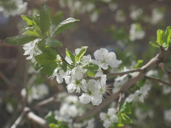 Fleurs Blanches Sur Arbre Été — Photo