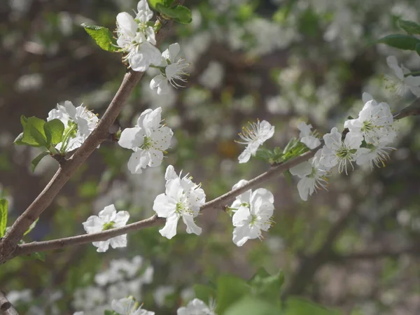 Fleurs Blanches Sur Arbre Été — Photo