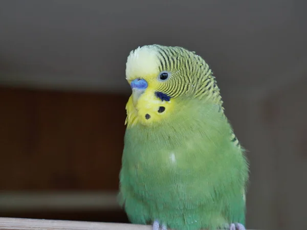 Zöld Sárga Budgerigar Otthon — Stock Fotó