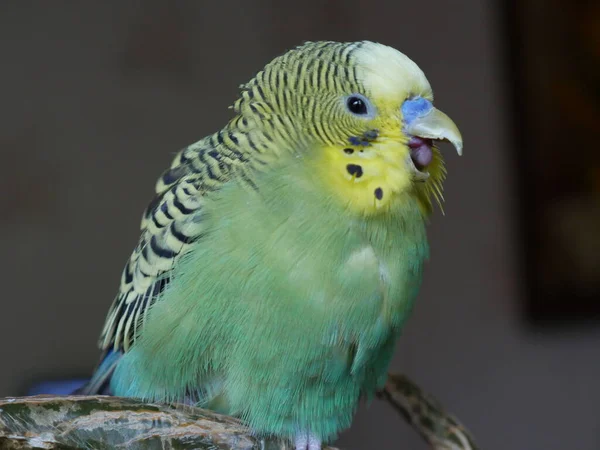 Zelený Žlutý Budgerigar Doma — Stock fotografie