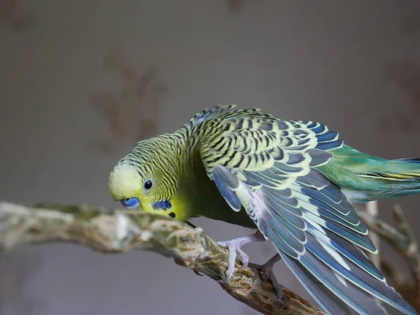 Yeşil Sarı Muhabbet Kuşu Evde — Stok fotoğraf