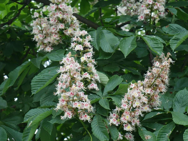 Flowers Chestnut Tree Summer Village — Stock Photo, Image
