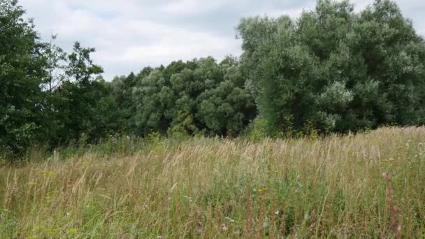 Paysage Rustique Avec Forêt Herbe Vent Début Été — Video