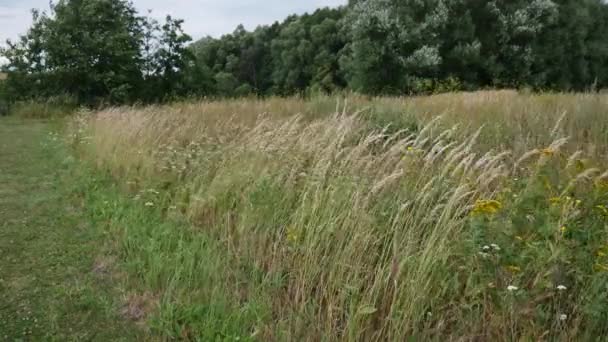 Landelijk Landschap Bos Gras Wind Waait Vroege Zomer Saai — Stockvideo