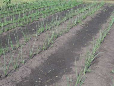 Köydeki bahçe yatakları. Yaz.