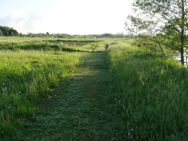 Yaz köyü manzarası. Parlak güneş ve bol yeşillik..