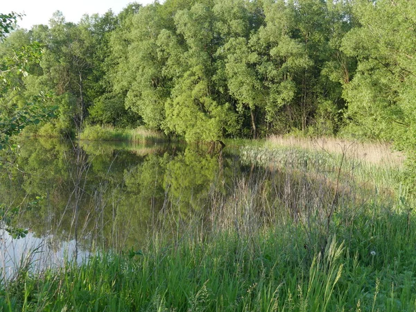 Paisaje Naturaleza Verano Río Árboles Mucha Vegetación — Foto de Stock