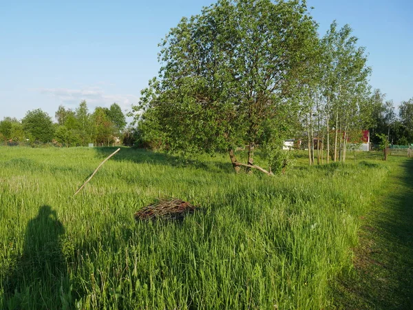 Літній Пейзаж Села Яскраве Сонце Багато Зелені — стокове фото