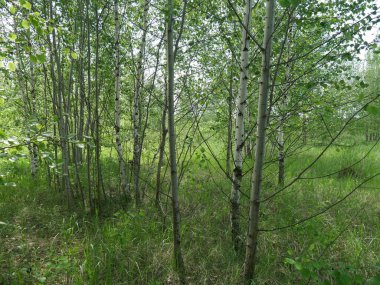 Yazın orman. Bir sürü yeşil çimen ve ağaç. Güneşli bir gün.