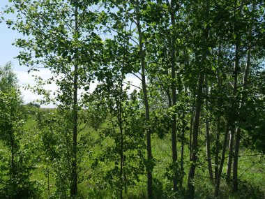 Yazın orman. Bir sürü yeşil çimen ve ağaç. Güneşli bir gün.