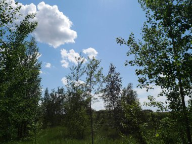 Yazın orman. Bir sürü yeşil çimen ve ağaç. Güneşli bir gün.