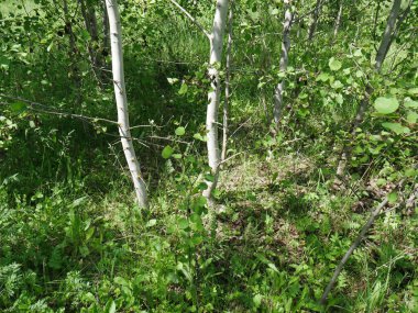 Yazın orman. Bir sürü yeşil çimen ve ağaç. Güneşli bir gün.