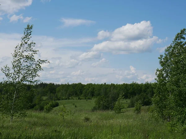 Ліс Влітку Багато Зеленої Трави Дерев Сонячний День — стокове фото