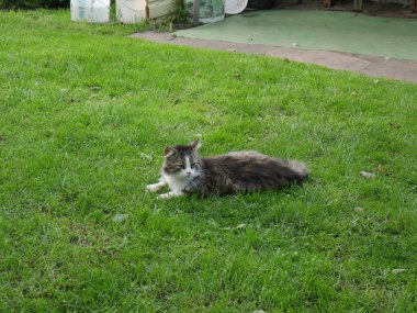 Köy kedisi yeşil çimlerin üzerinde yatıyor. Yaz.