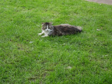 Köy kedisi yeşil çimlerin üzerinde yatıyor. Yaz.
