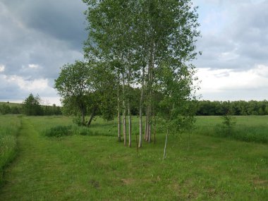 Kırsal alan. Mavi gökyüzü. Bir sürü yeşil çimen ve ayakta duran ağaçlar.