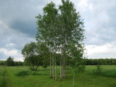 Kırsal alan. Mavi gökyüzü. Bir sürü yeşil çimen ve ayakta duran ağaçlar.