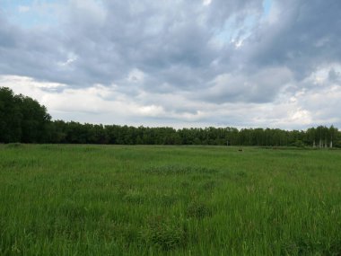 Tarla ve orman. Bir sürü ot. Bulutlar. Yaz