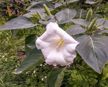 Yeşil arka planda güzel beyaz bir çiçek